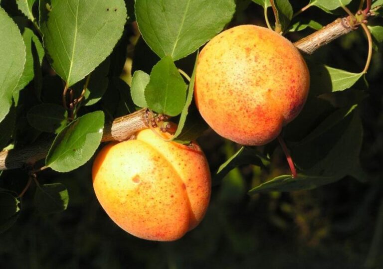 Сорта абрикоса позднего срока созревания - Ваш сад и дача